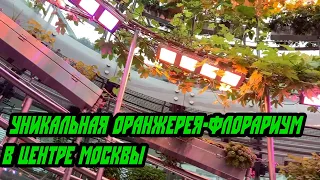 УНИКАЛЬНАЯ ОРАНЖЕРЕЯ -ФЛОРАРИУМ В ЦЕНТРЕ МОСКВЫ