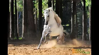 Андалузы. Андалузская порода лошадей. Pura Raza Espanol. Andalusian horse