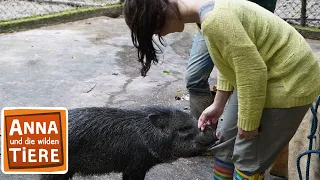 Pekaris sind auch Schweine | Reportage für Kinder | Anna und die wilden