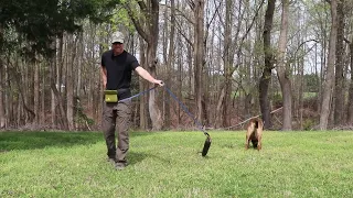 Training My Belgian Malinois Protection Work Command Transitions