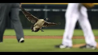 Comerica Park plays host to wild goose chase — literally