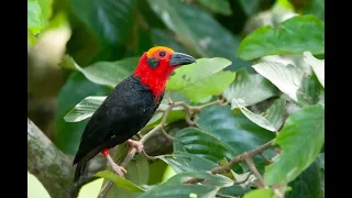 Sepilok Forest in Sandakan is one of Borneo's greatest treasure!