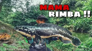 SPOT CASTING TOMAN CELAH BUKIT || Strike MAMA toman on Tomania Jerk minnow