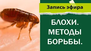 Блохи | Методы борьбы