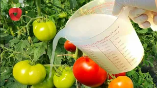How often to water tomatoes?? Don't make these mistakes!