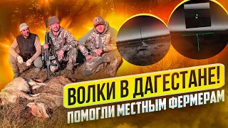 Волки в Дагестане напали на скот! Магомед и Али помогают фермерам с хищником. Добыли трёх волков.