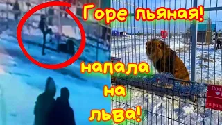 ВСЕ в УЖАСЕ! Пьяная ГОРЕ НАРУШИТЕЛЬ СКОРМИЛА себя ЛЬВУ!