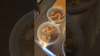 How to incubate leopard gecko eggs 🦎🥚🥳