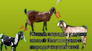 Какой породы у меня козы? Поговорим о породе наших коз!