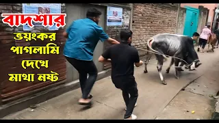 বাদশার ভয়ংকর পাগলামি দেখে আমাদের সবার মাথা নষ্ট | Pagla Goru | Qurbani cow update | Cow Video