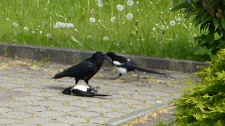 Krähe + Elster , Kampf , verteidigt, tötet, Greifvogel, Aaskrähe oder Kolkrabe ?