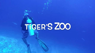 Tiger's Zoo 4 / tiger sharks in Fuvahmulah / Maldives