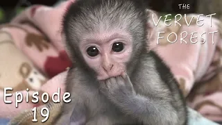 A New Orphan Baby Vervet Named DD, Baby Monkeys Meet Moms and More Updates - TVF - Ep. 19