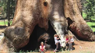 Viaggiare in USA, West Coast, i Grandi Parchi: il Sequoia national park