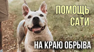 На краю обрыва | Ищем родителей для стаффорда Сати