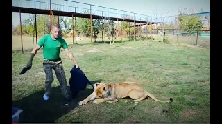 Малыш -УМНЕЙШИЙ ЛЕВ! Наши видео вошедшие в ТОП! THE SMARTEST LION!Our videos are included in the TOP