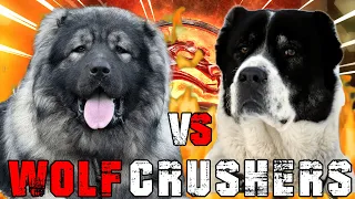 Caucasian Shepherd vs Alabai | Caucasian Shepherd vs Central Asian Shepherd | Billa Boyka |