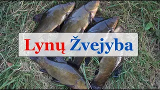 Lynų Žvejyba - Gabrielius Ser