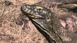 Komodo Dragon Feast