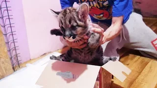 РАСПАКОВКА ГОРНОГО ЛЬВА. Первый день котёнка пумы в новой семье / Cougar kitten’s first day