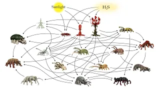 Alien Biospheres: Part 5 - Terrestrial Diversity and Ecology