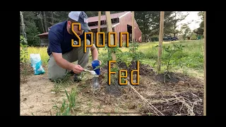 Fertilizing Tomatoes and Peppers