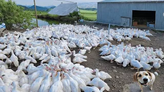 Process Of Raising Ducks For Meat - Duck Farming Techniques.