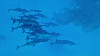 Dolphins, Happily Shaab Marsa Alam