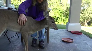 Breakfast with Bambi the Whitetail Deer Fawn (day 87 part 2)