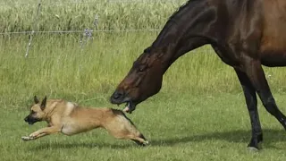 THE HORSE IS IN ACTION! Horse vs Dog Crocodile Camel and Horse