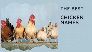 35 Best Chicken Names & Rooster Names 🐔