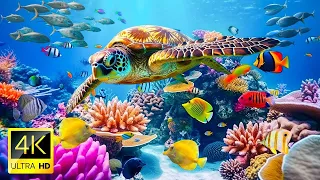 4K Underwater footage + Music I Rare & Colorful Sea Life Video Wildlife official HDR