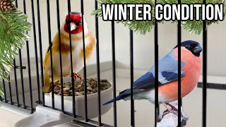 WINTER & SHOW Season DIET for Finch & Canary