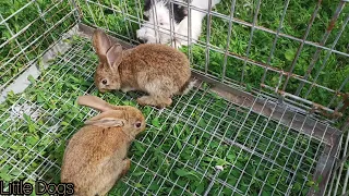 Щенок знакомится с кроликом. The puppy meets the rabbit. 子犬はウサギと出会う