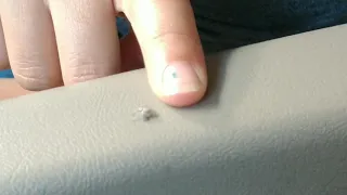 Jumping spider gives high-five