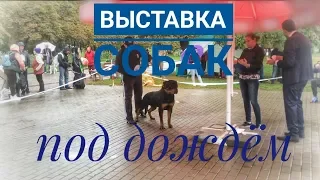 Выставка собак г. Киев. 29.09.2018 / немецкий дог, ротвейлеры /