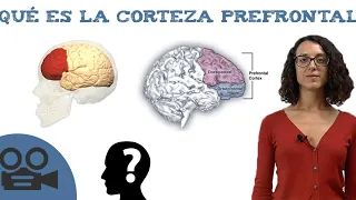 Corteza prefrontal - Funciones y teoría