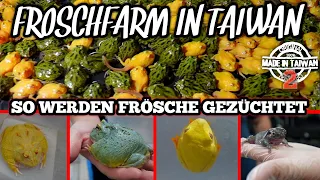 XXL FROG BREEDING in Taiwan 🐸 | 10,000 Pac-Man Frogs & Tree Frogs!