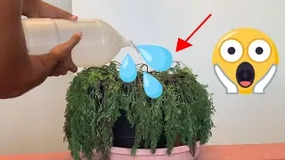 Timelapse:  Dying plant comes back to life.