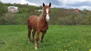 🔊🪷Двохрічна кобила🐴 по Герою💪 на продаж📲💰