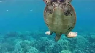 GoPro Snorkeling in Hawaii in HD (Napili Bay and Ka'anapaali on Maui)