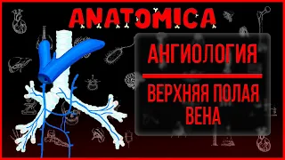 Верхняя полая вена анатомия / Непарная вена / Полунепарная вена / Ангиология