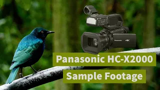Another rainy morning @ Jurong Bird Park (Panasonic HC-X2000 sample)