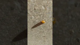 Marienkäfer 🐞