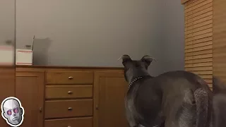 5 Dogs That Saw Something Their Owners Couldn’t See