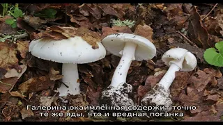 Пять самых ядовитых грибов россии (фото и описание)