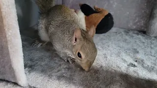 Cole the squirrel - playing with his toy, running on the wheel, and eating