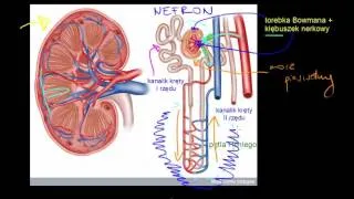 Nerki i nefrony