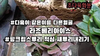 #다육이 같은이름 다른얼굴#핑크립스 뿌리 적심해# 새뿌리 내리기(A succulent)💞