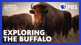 The American Buffalo | Exploring the New Documentary from Ken Burns | PBS